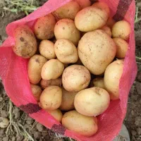 سیب زمینی بذری ۴۰۳