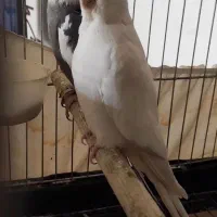 عروس هلندی آلبینو قناری