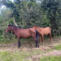 فروش مادیان با کره مادیان