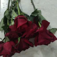 انواع گل رز فوری