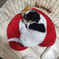 سگ پا کوتاه