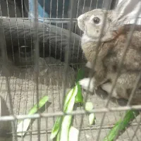 خرگوش لپو نر