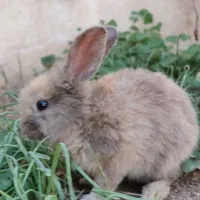 خرگوش سالم لوپ و بانمک