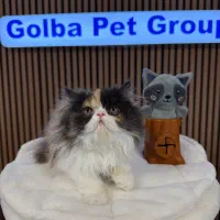 برشین پوزه تخت