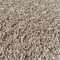 جو دیم|خدمات باغبانی و درختکاری|جیرنده, |دیوار