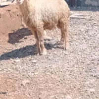 گوسفند وبره ابستن اصل داشتی