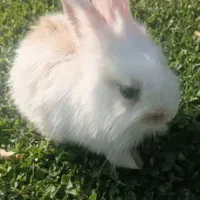خرگوش