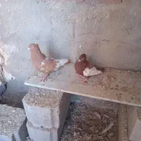 کبوتر سینه ای|پرنده|آذرشهر, |دیوار