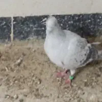 ماده|پرنده|جلگه ماژان, |دیوار