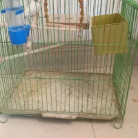 مرغ عشق ماده بالغ|پرنده|کرمان, |دیوار