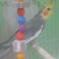 پرنده|پرنده|سبزوار, قاضی زاد|دیوار