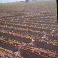 دسته کارگر زن افغانی برای نشا زنی دارم
