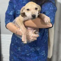 سگ میکس بومی|سگ|رشت, فرزانه|دیوار