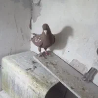 قرمزی ریحانی نر