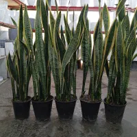 سانسوریا ابلق قدبلند|گل و گیاه طبیعی|ری, صالح آباد جنوبی (باغ رضوان)|دیوار