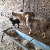 میش بره ۵عدد شک|حیوانات مزرعه|دره شهر, |دیوار