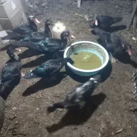 ۸ عدد اوردک روسی و ۲ عدد غاز نرو ماده