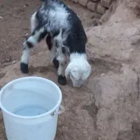 بره شیری بروجردی ماده بز بزغاله نربز قوچ|حیوانات مزرعه|خلیل آباد, |دیوار