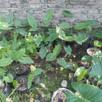 فروش گل بابادم|گل و گیاه طبیعی|خوشرودپی, |دیوار