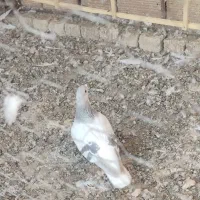 سه عدد گرفتنی . هر سه نر|پرنده|سبزوار, شهرک اندیشه|دیوار