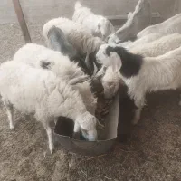 13عدد میش بزغاله