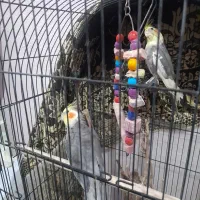 فروش ۲ جفت بالغ روی تخم و یک نر لوتینو|پرنده|مشهد, بهمن|دیوار