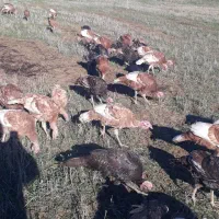 بوقلمون طبیعی|حیوانات مزرعه|بیله سوار, |دیوار