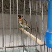 سهره نر با قفس