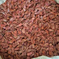 تخمه درجه یک|عمده‌فروشی|کرج, حصارک بالا|دیوار