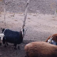 ۱۰عدد بز.روزگاری همه جوان|حیوانات مزرعه|نیاسر, |دیوار