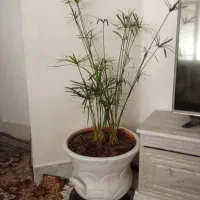 گل نخل مرداب...وپتوس|گل و گیاه طبیعی|سبزوار, فیاض|دیوار