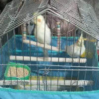 یک جفت عروس هلندی لوتینو