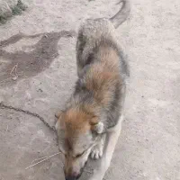 سگ سرابی