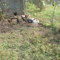 یه جفت بقلمون سالم وسرحال|حیوانات مزرعه|سنگر, |دیوار