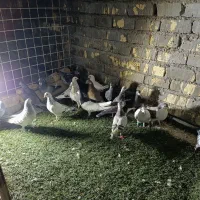 دس کفتری هم بو هوای 18تای|پرنده|شیراز, سعدیه جنوبی|دیوار