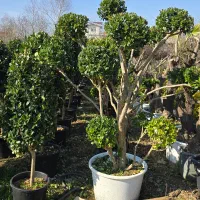 پخش درخت ودرختچه زینتی پخش شمشاد