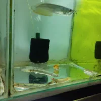 گوپی آکواریوم سیچیلاید آروانا  پلنت کوی بچه مولی|ماهی|رباطکریم, رباطکریم|دیوار