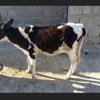 گوساله ماده از گاو هلشتاین اصلی