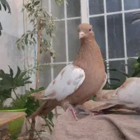 دوجفت کبوتر سینه زرد و کله دم سیاه|پرنده|کاشان, لتحر|دیوار