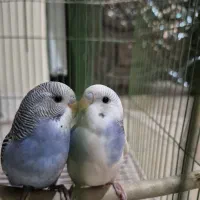 یک جفت مرغ عشق