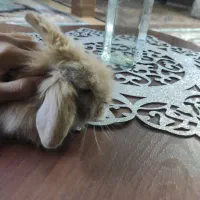 خرگوش مینیاتوری