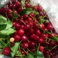البالو درشت خوش رنگ