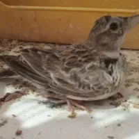 سره پرنده نر
