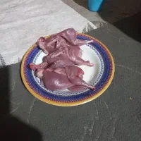 بلدرچین برا کشتار فقت امروز تا ساعت 10 صبح