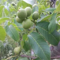 گردو چین در خدمت باغداران