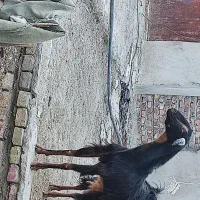 بز فروشی|حیوانات مزرعه|سراوان, |دیوار