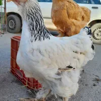 مرغ و خروس برهماه امپراطور|حیوانات مزرعه|گرگان, |دیوار