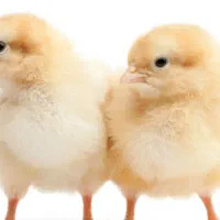 استخدام سرپرست مرغداری
