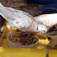 کبوتر خانگی کپوت. جالق|پرنده|سراوان, |دیوار