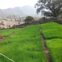 فروش تیم پیاز|خوردنی و آشامیدنی|چاروسا, |دیوار